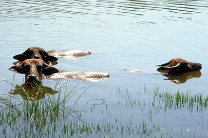 Wasserbüffel